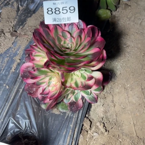 倾城多肉多肉8859