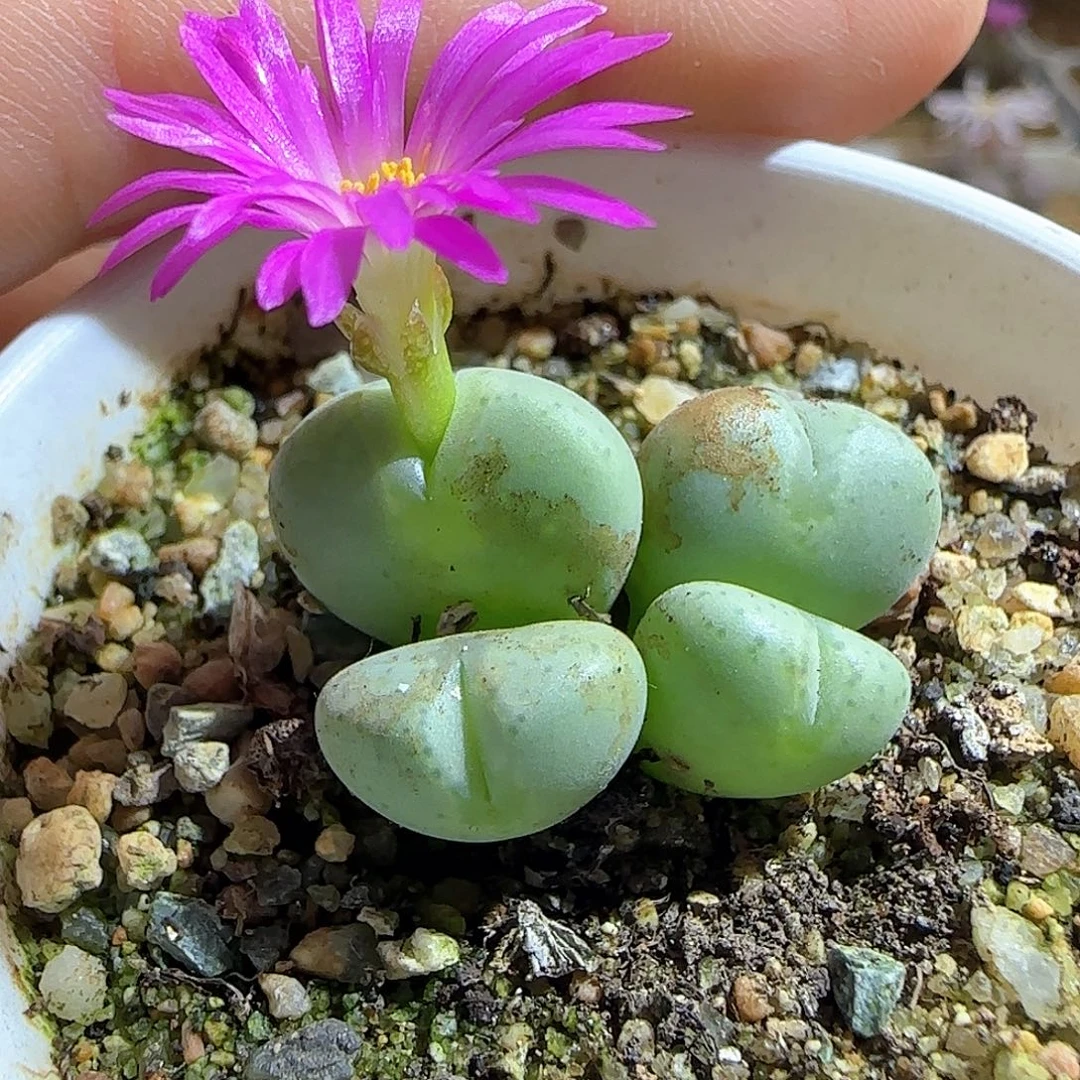 粉花少将杂。     53857
