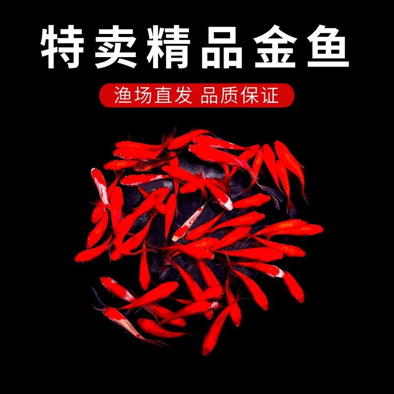 特卖精品35条金鱼观赏鱼冷水草金鱼好养耐活淡水鱼可混养热带鱼