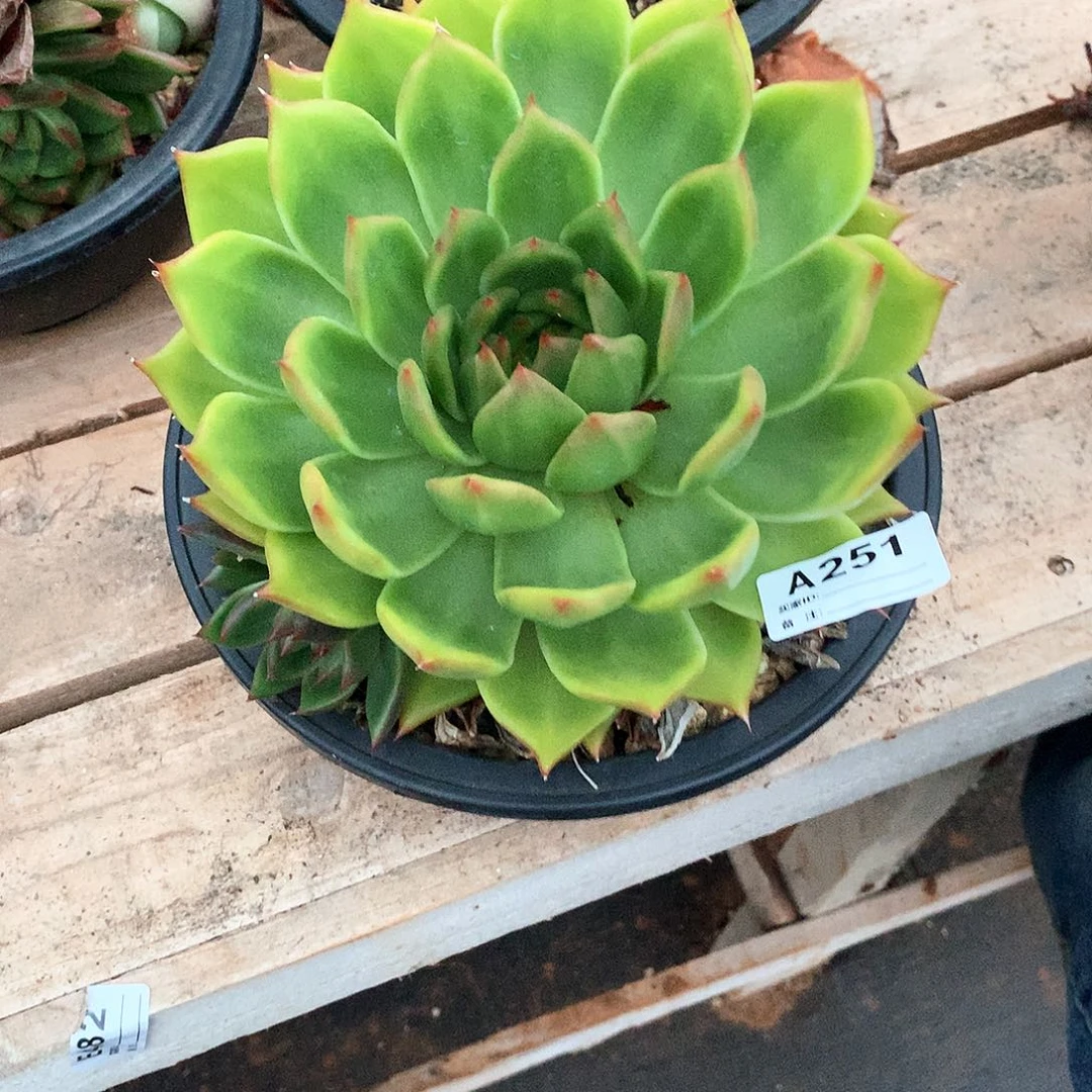 若茹东云单拍A251