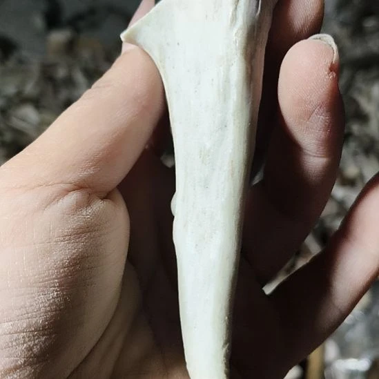 朋***k非金属无鹿角鹿角鹿角鹿角鹿角鹿角