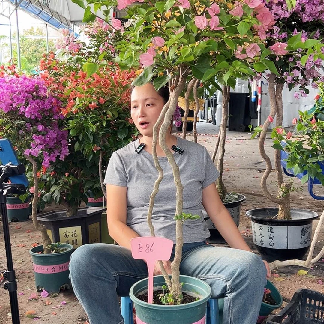 南***园大部分花苞少量开放E86粉马斯