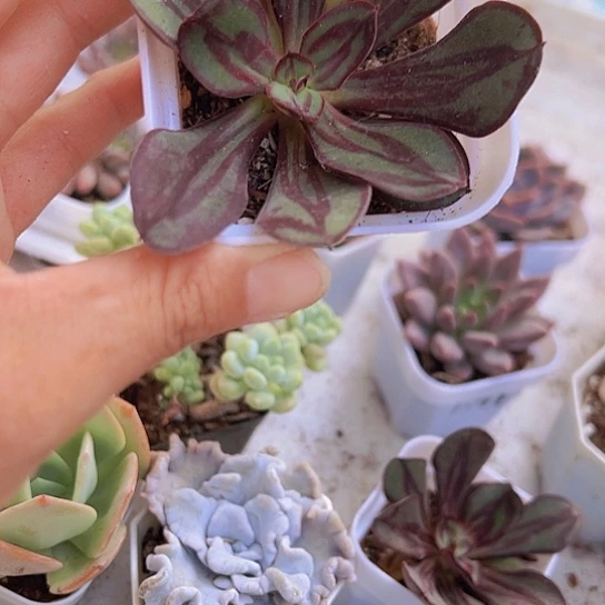 龙骨红丝9.9包邮多肉