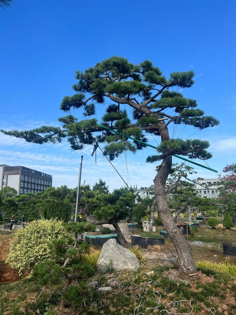 黑松 精品地景适合庭院景观植物盆栽