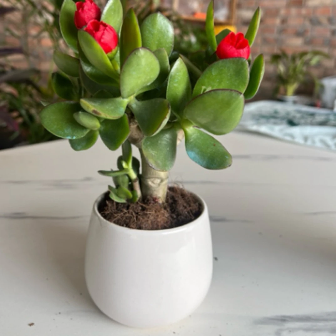 插花玉树招财可爱好养盆栽