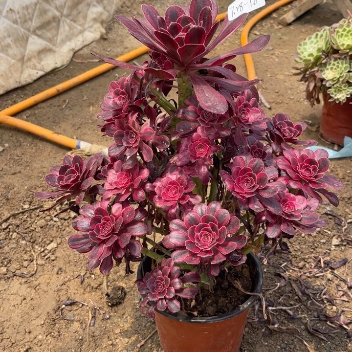 淡***静7-18-18香奈儿法师锦寄养