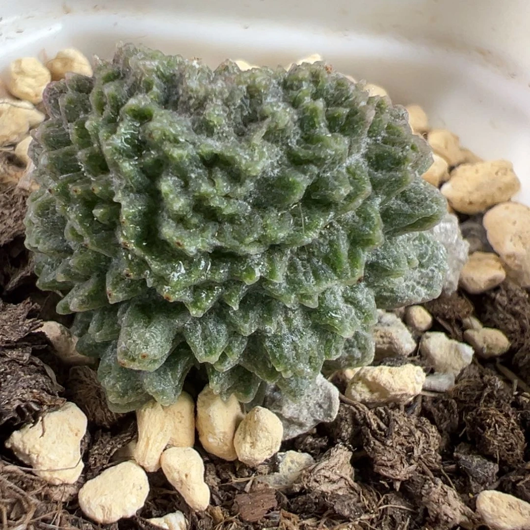 实生新品大苗多肉植物水泡