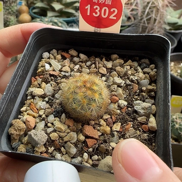 实生佛头嘉文丸一颗