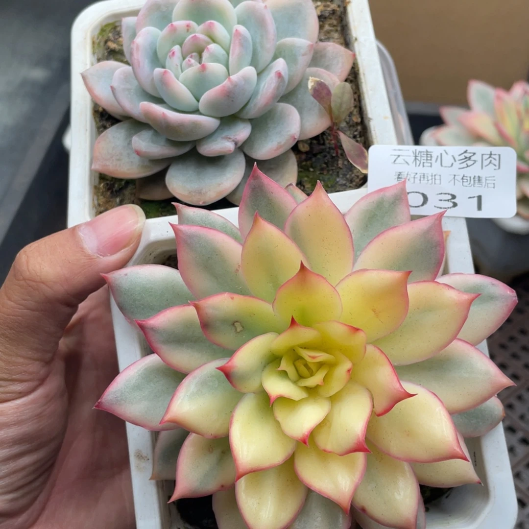 云糖心多肉植物31