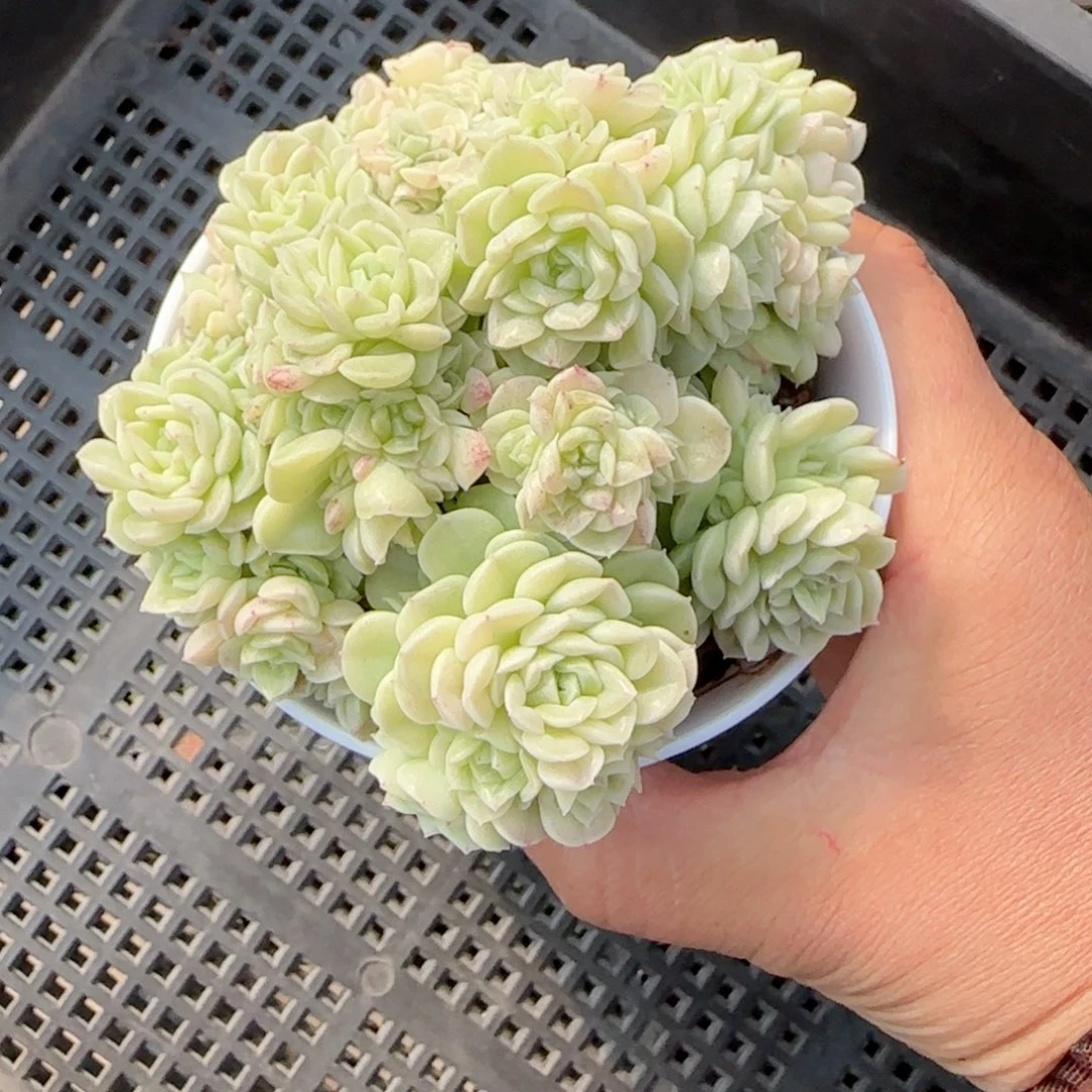 如*?【闪购商品】0219-43（fm-173）