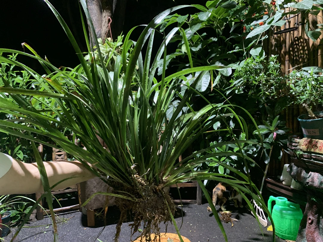 70*25尺寸大型石菖蒲水培植物室内绿植盆栽水菖蒲菖蒲盆景