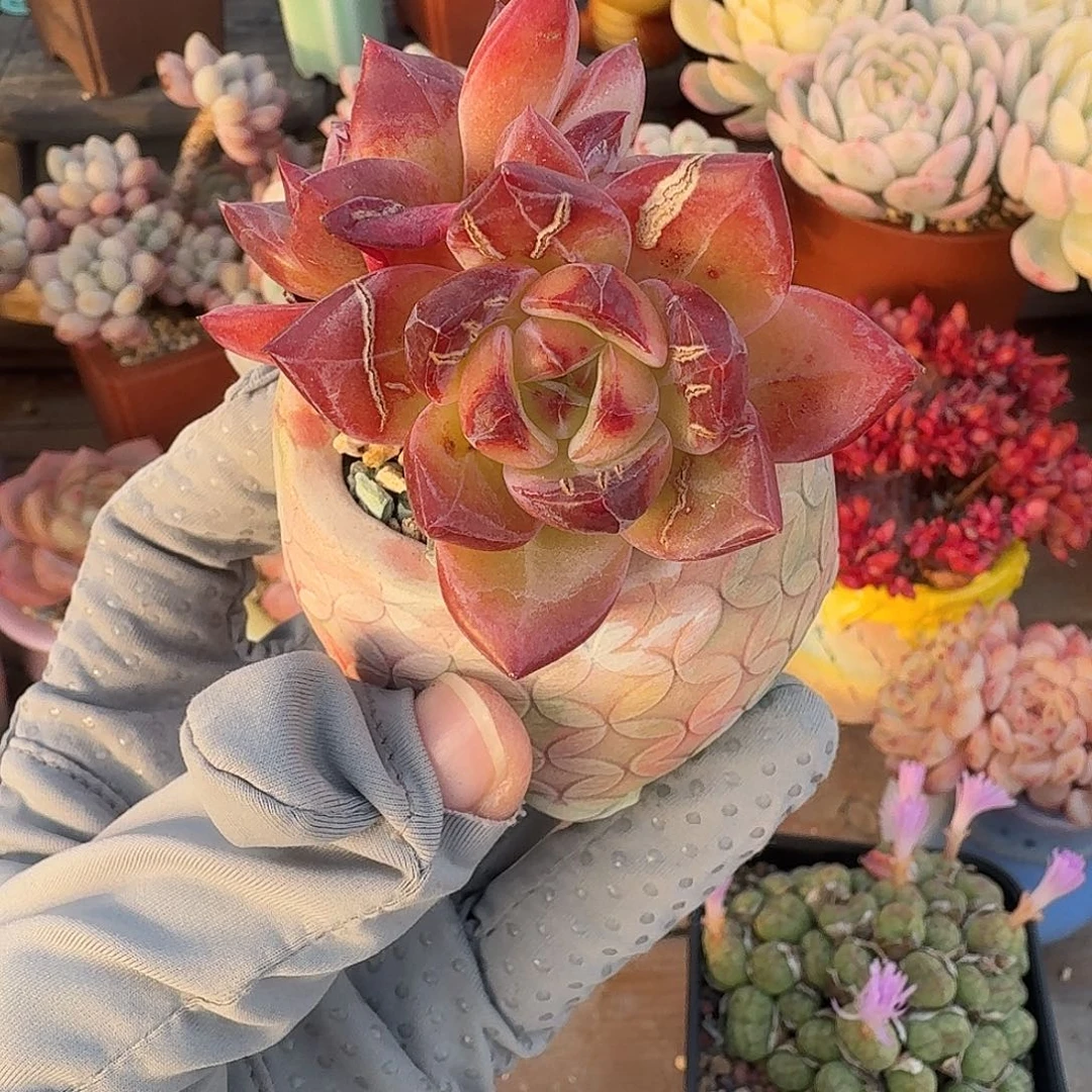 夜魔侠 多肉含盆土 一物一拍