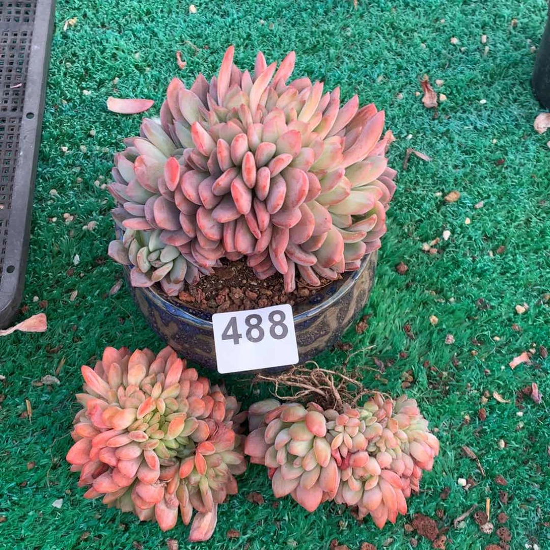 3颗全明星多肉，488