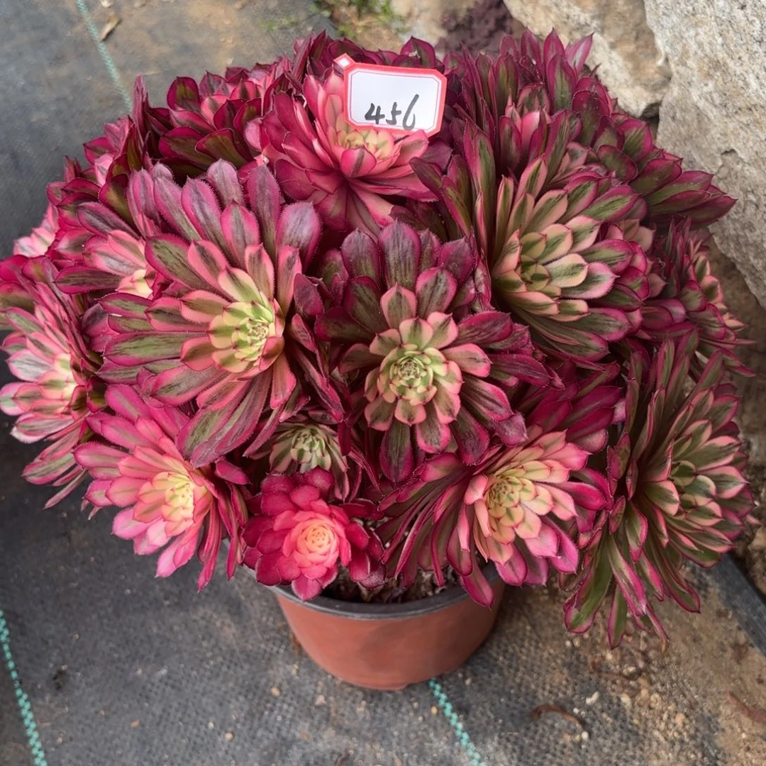 456白月光多肉植物