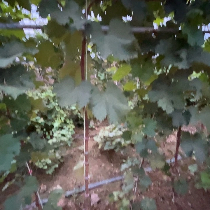 一米九巨峰老品种