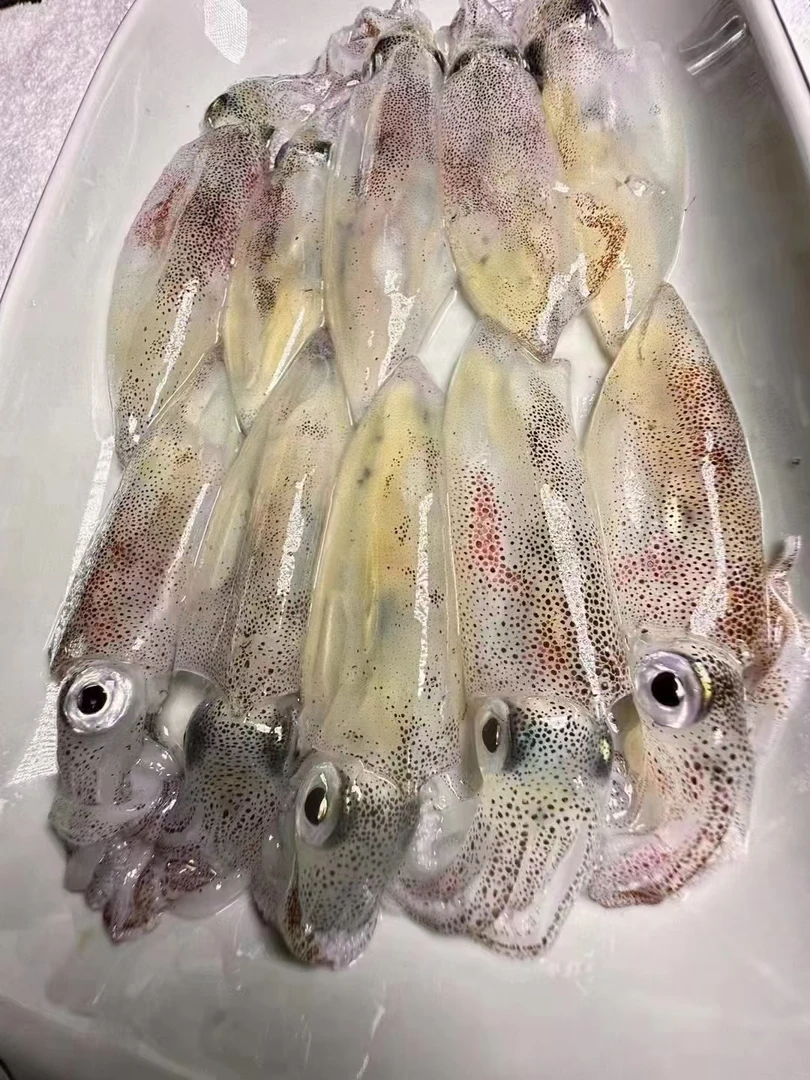 东山岛海钓小管 鱿鱼 活冻发货