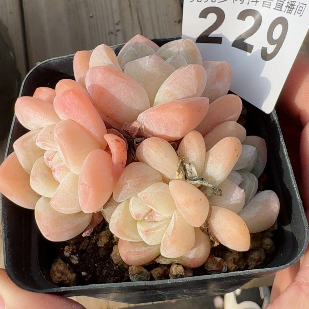 冰玉群生福利         精品多肉