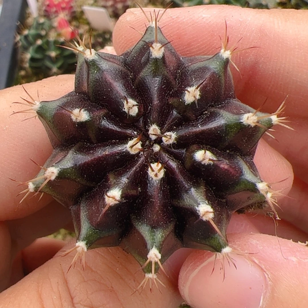 当前无花栽培后可以开花280