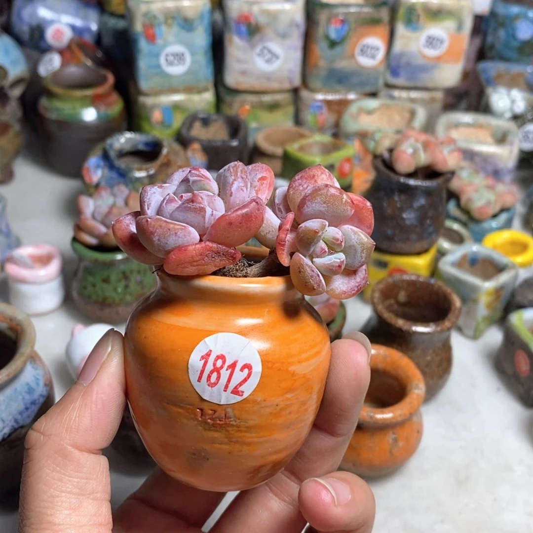 拍5送一个小礼物