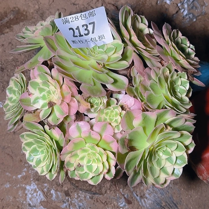 2137海仙多肉植物保护