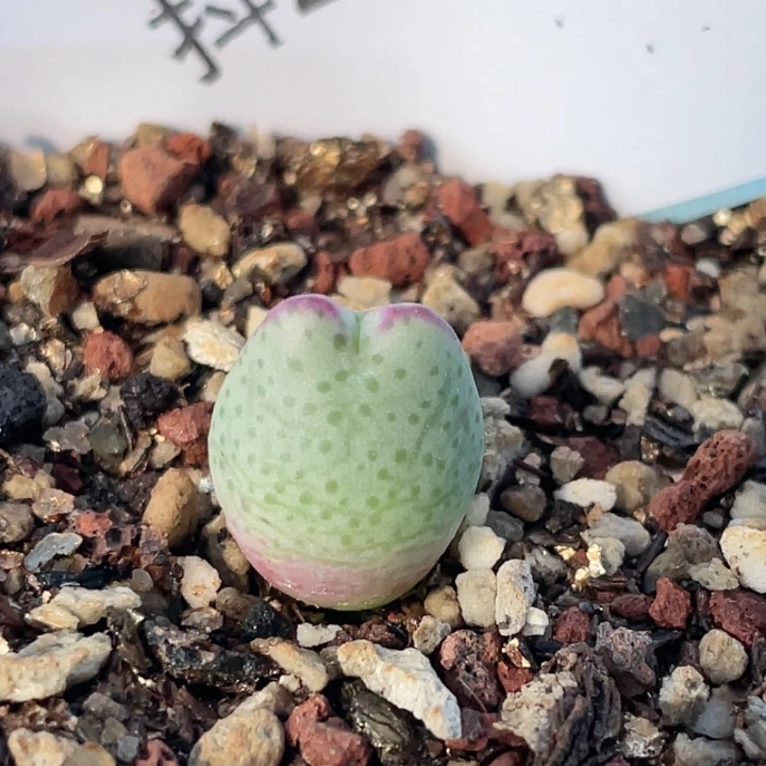 21-7白花比卡丘肉锥