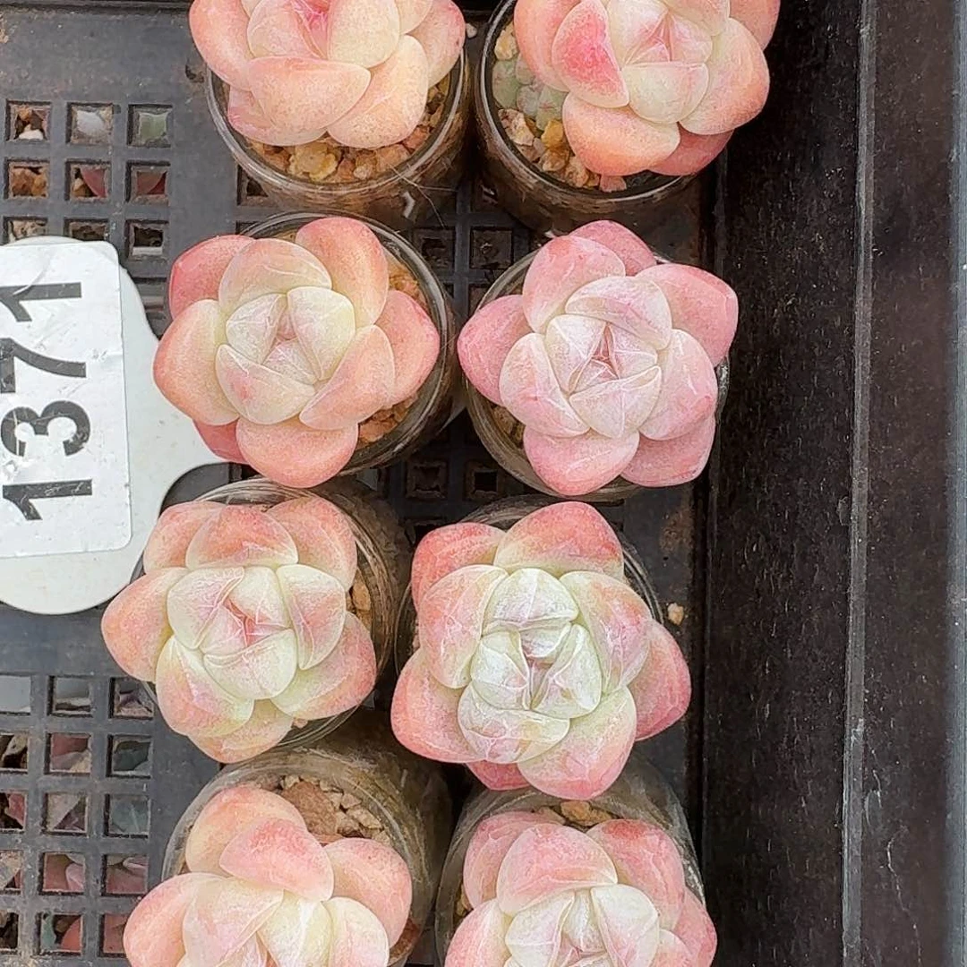 多肉白底冰玉拍7发81371