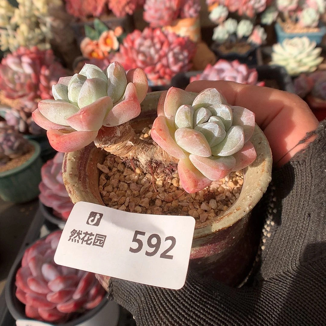 592冰玉多肉植物6666