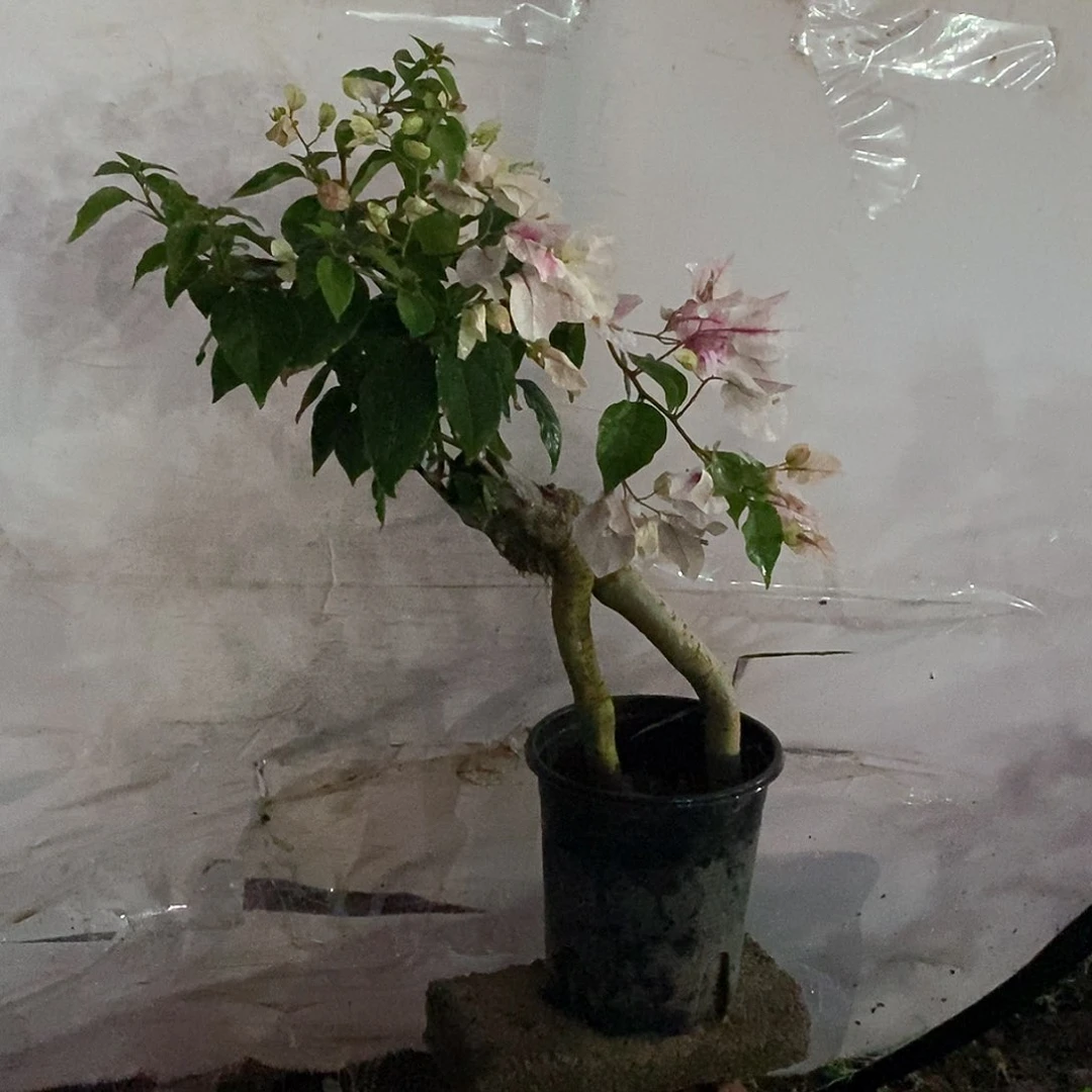 大部分开放少量花苞漳红樱2846