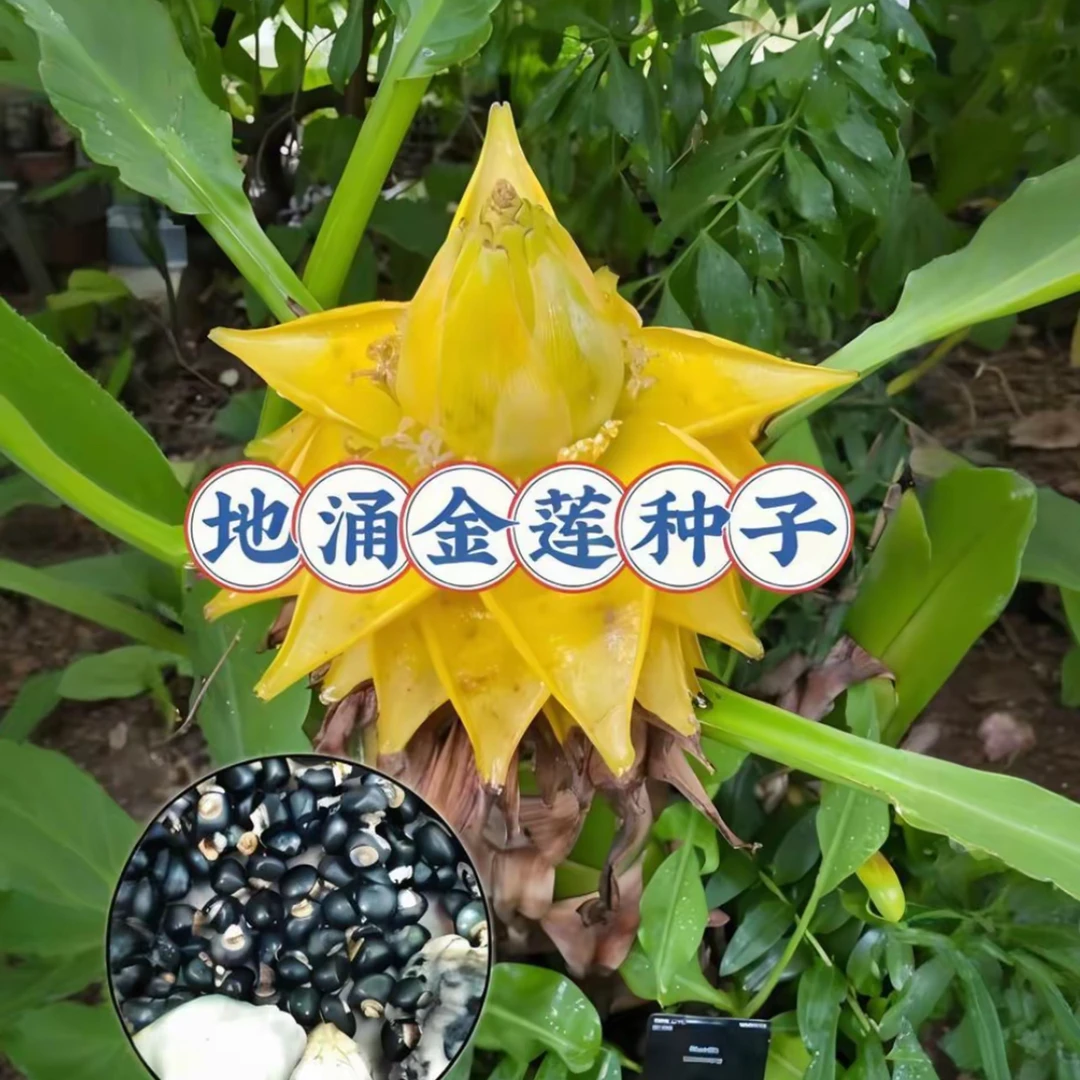 【地涌金莲花种子】家庭阳台小院四季种植盆栽地栽易种易活