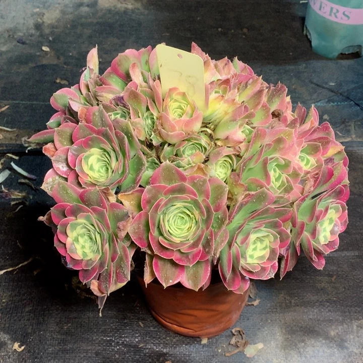 78白凤多肉一物一拍