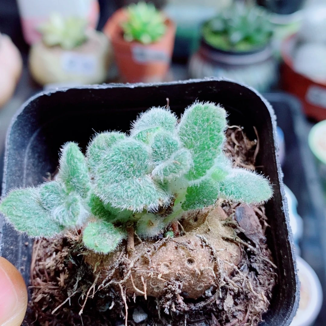 生石花花花花花花花245