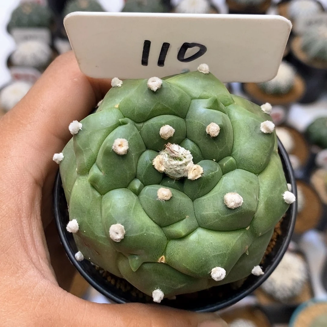 110微瑕特价咯福利了
