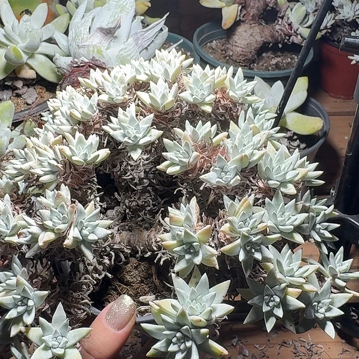 用***0多肉植物一物一拍