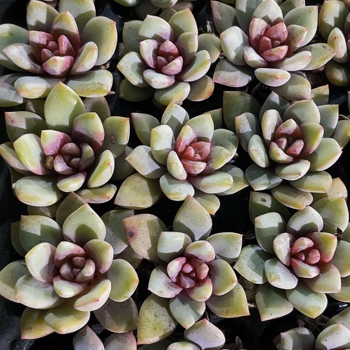 小德国香槟1元带土