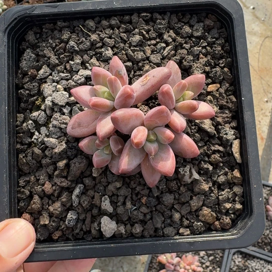 美人杂交 一物一拍