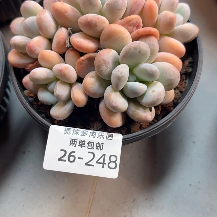 万****26-248香水多肉植物