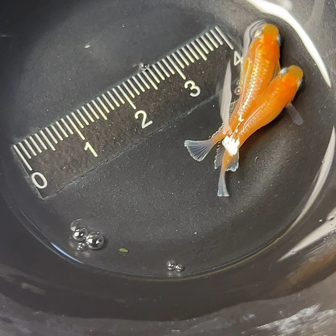 海水林血赤壁一组43