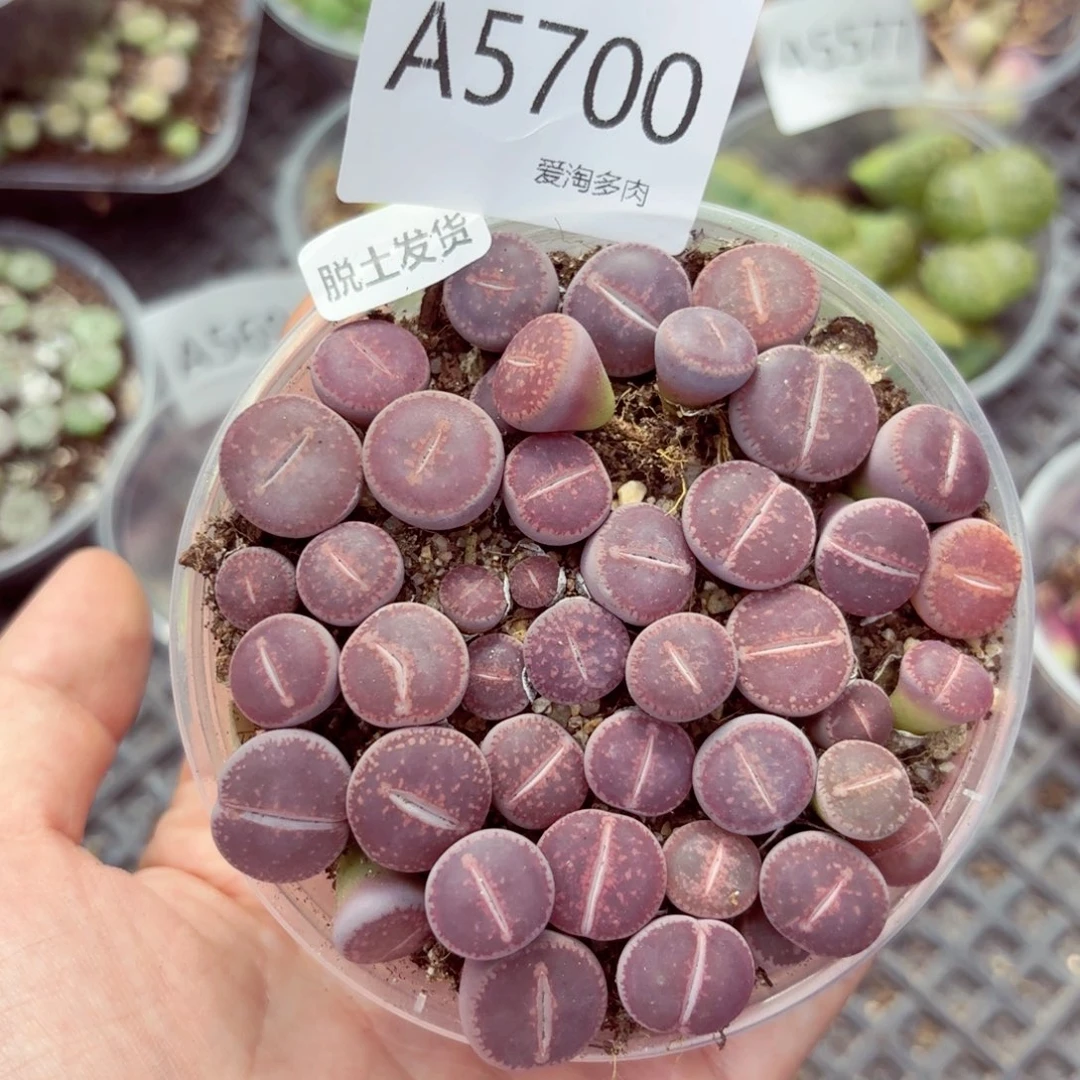 5700—生石花 生石花