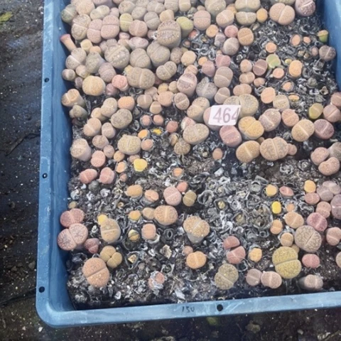 464生石花一物一图如图