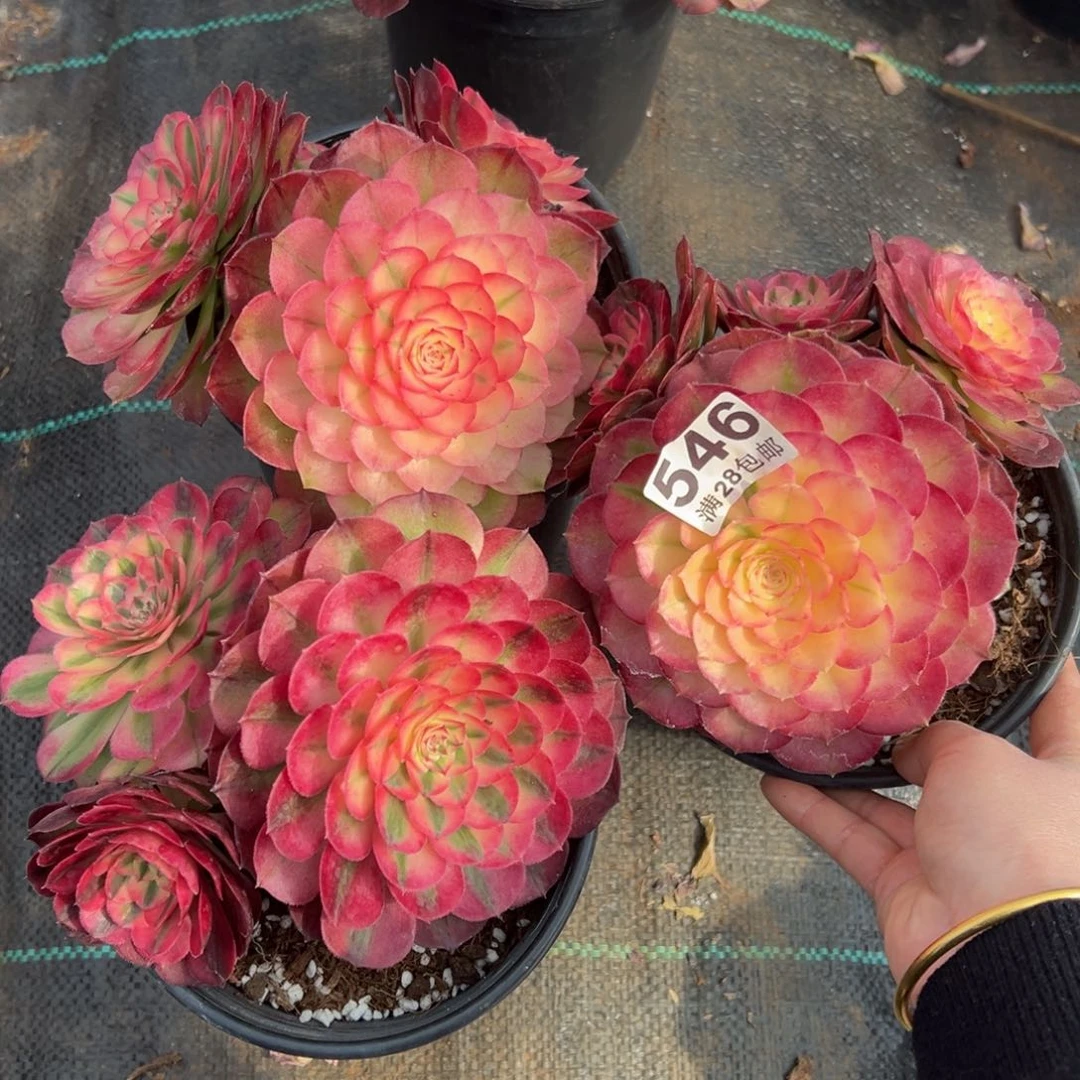 ～***～多肉植物546荔枝三颗