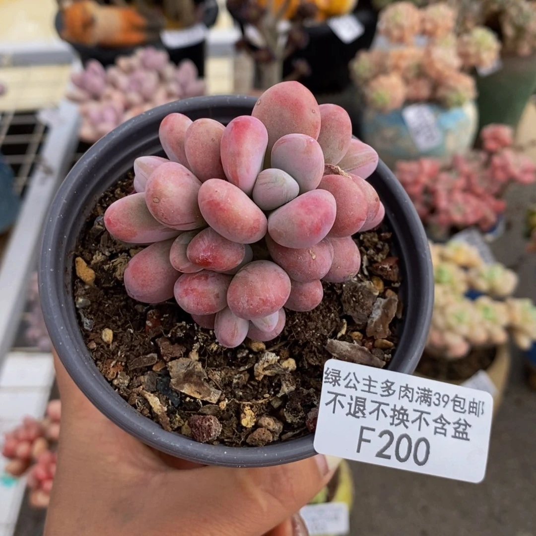 腰子桃蛋200/6c m
