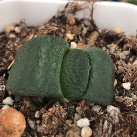 军配蜗牛多肉植物