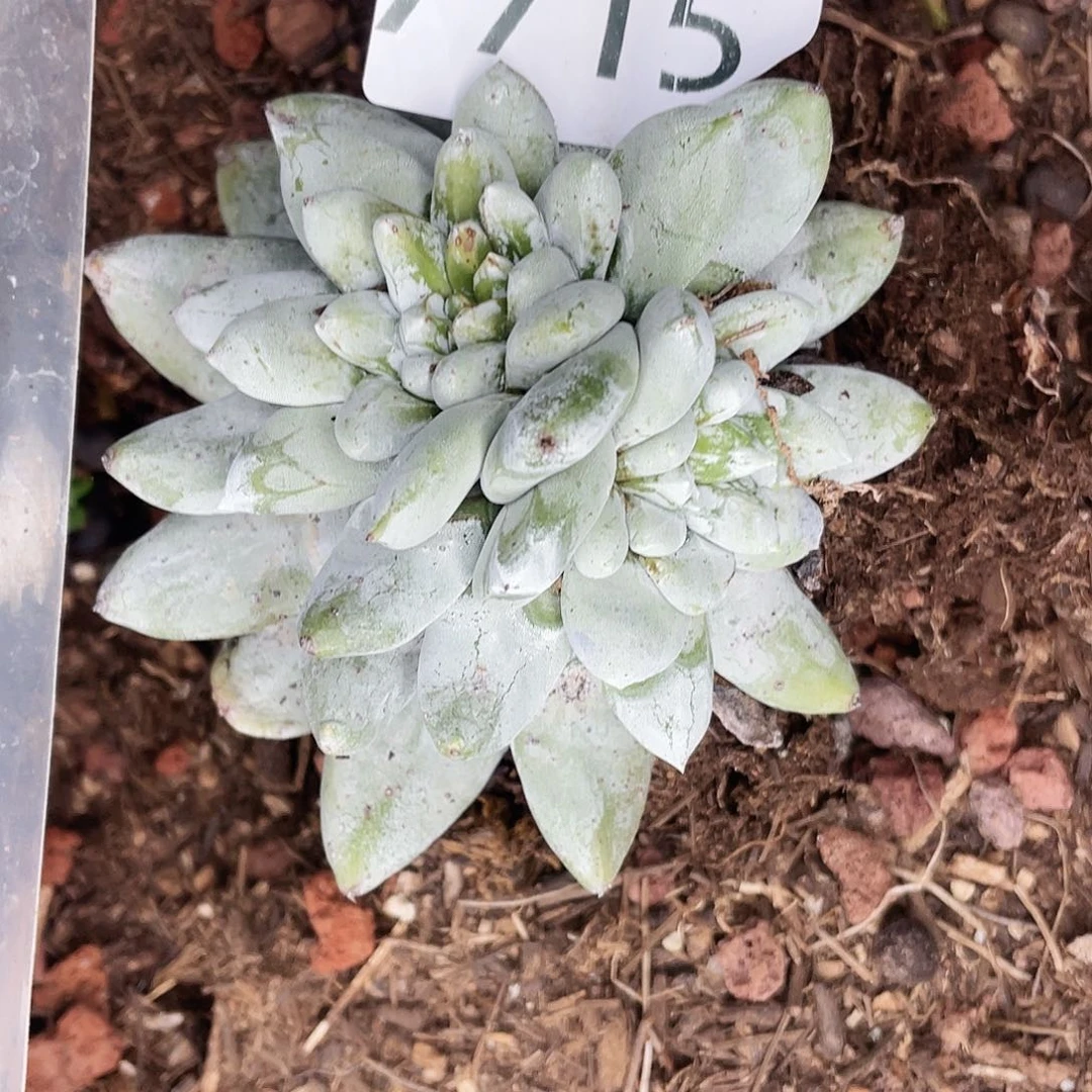 呼**哈不售后拇指多头7715