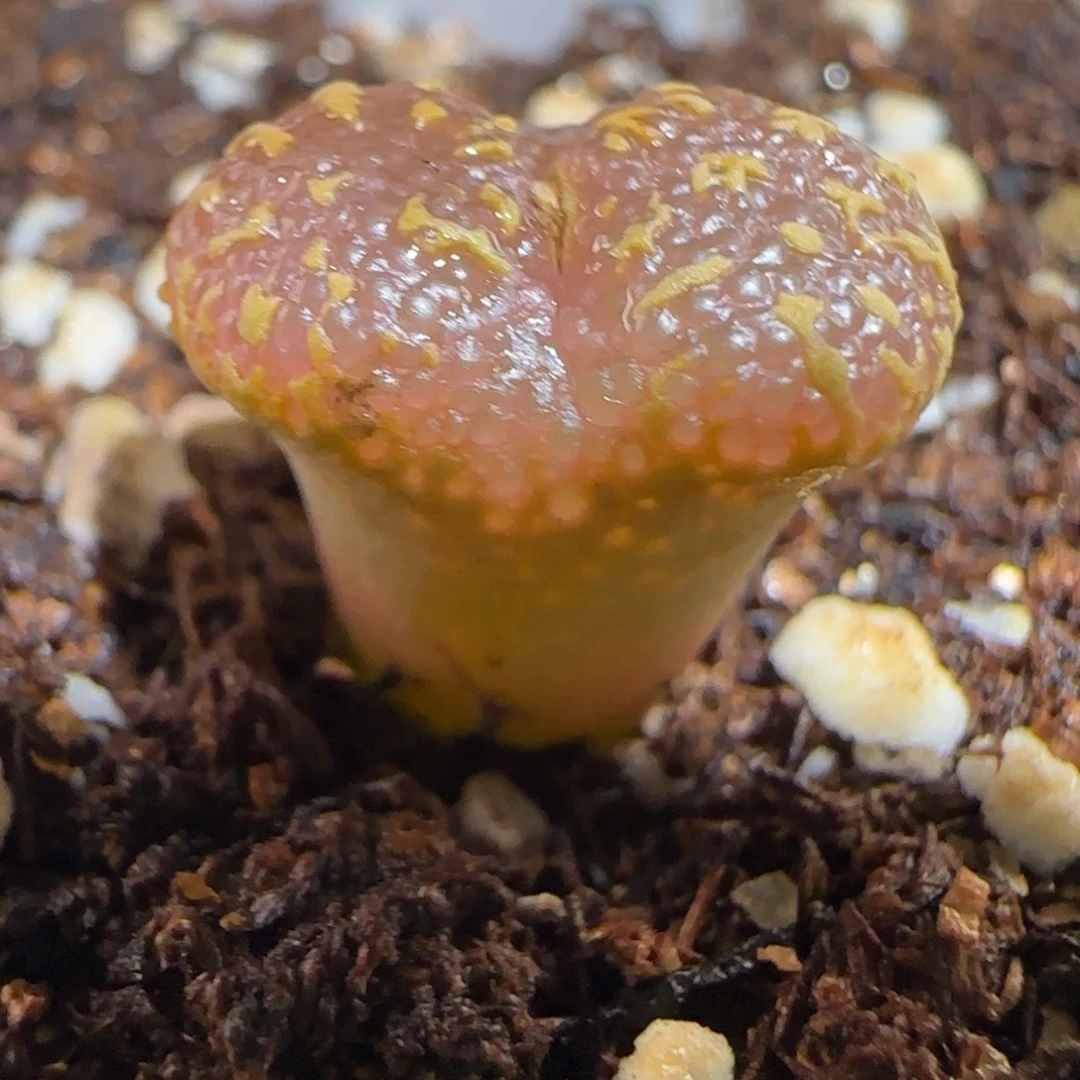 肉锥多肉植物组合-酒红泡泡勋1784