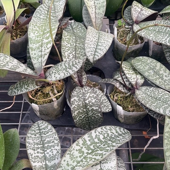 当前无花栽培后可以开花509/501西3.0寸带剑