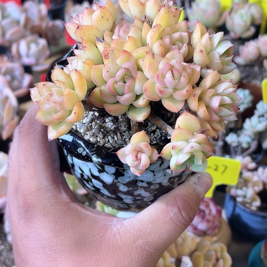 ?*1002  碧琉璃  六月六