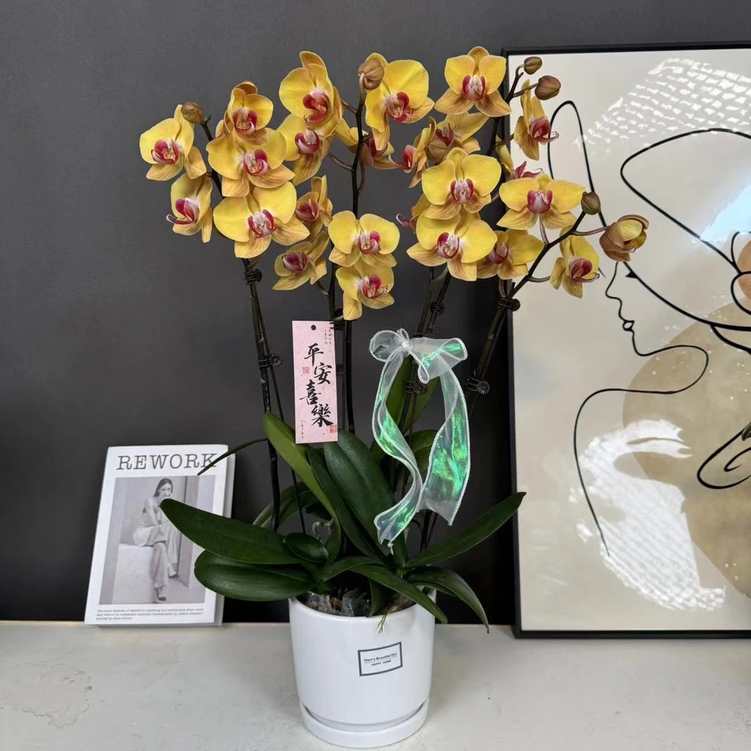 【黄金万两】金黄色富气好养耐养 蝴蝶兰 有花有花苞  基地直发