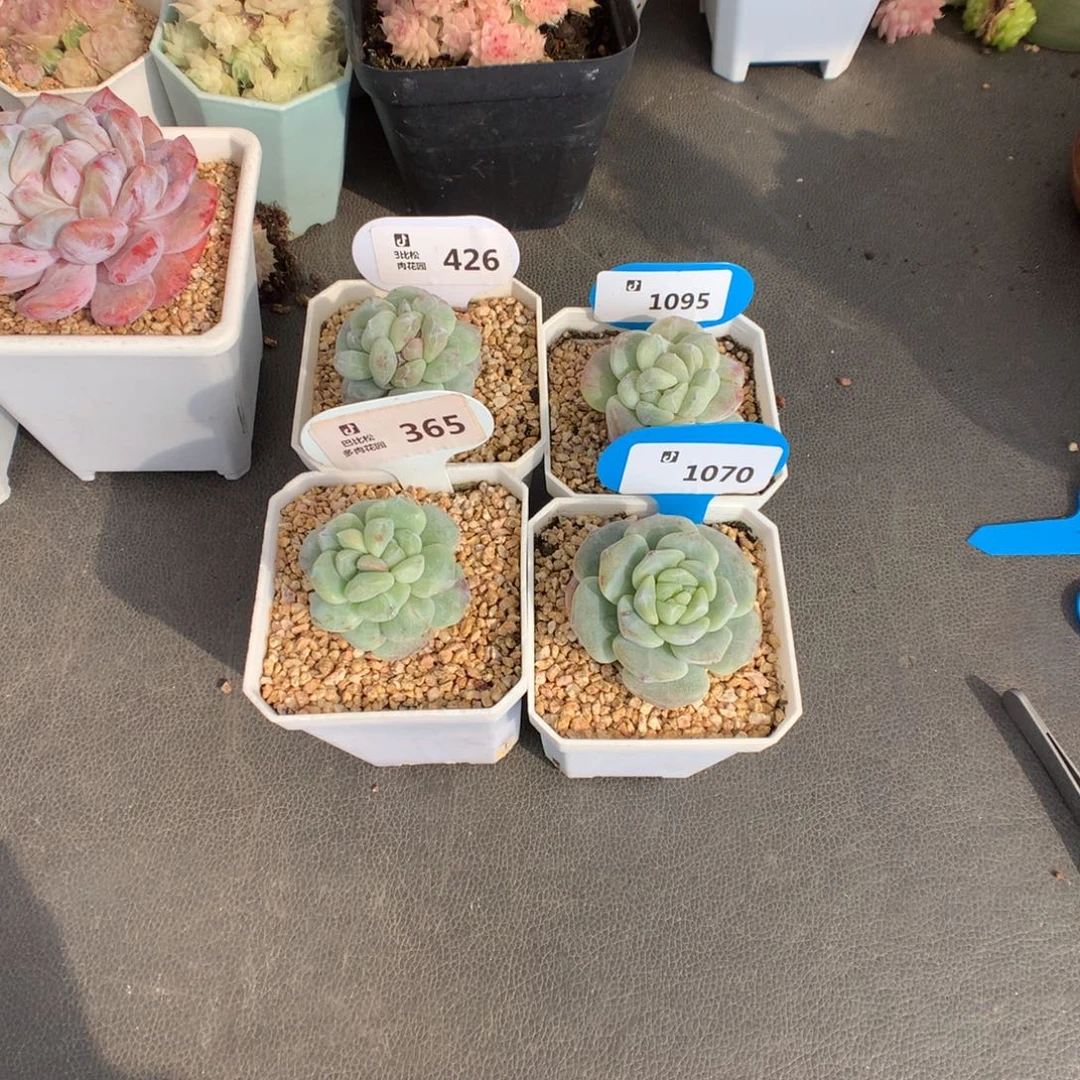 菁***菁426-1095-365-1070 冰玉石化