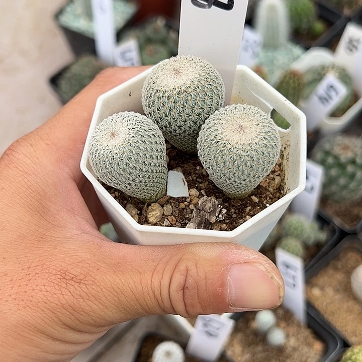 仙人球648号月世界3颗