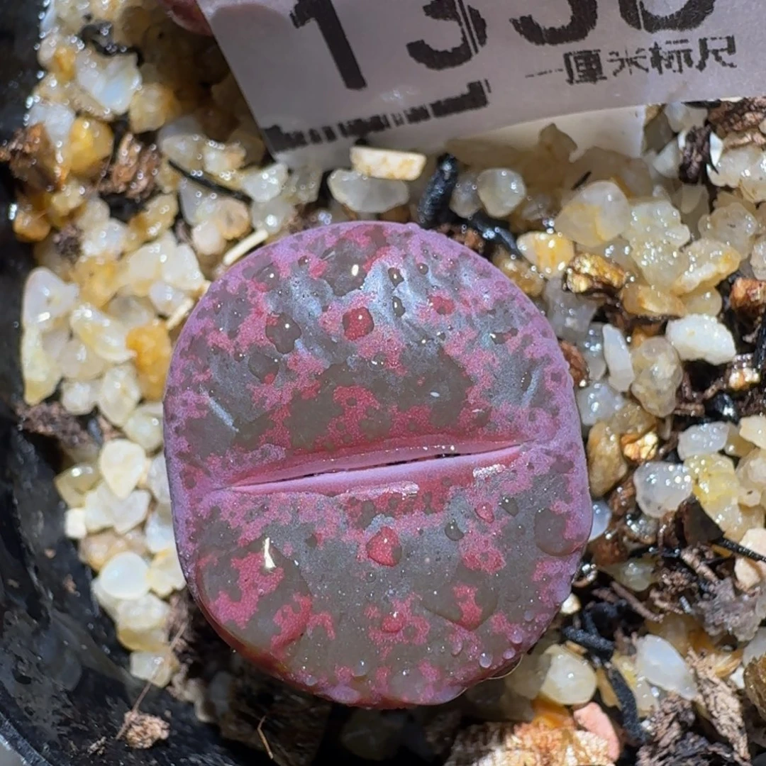 zzzz生石花肉锥1338